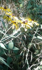 Rudbeckia