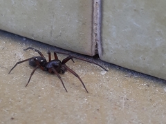 Nurscia albomaculata