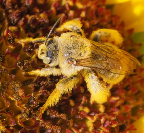 Sunflower Chimney Bee photo 6
