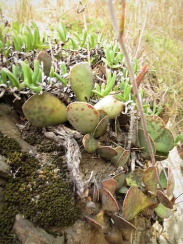 Adromischus maculatus