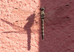 Bradinopyga geminata