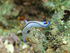 Hypselodoris brycei