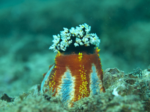 Pseudocolochirus axiologus