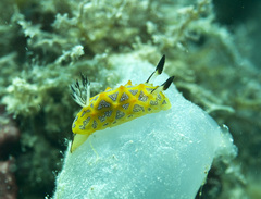 Halgerda indotessellata