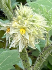 Solanum lhotskyanum
