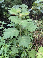 Solanum lhotskyanum
