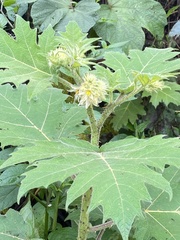 Solanum lhotskyanum