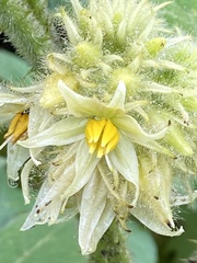 Solanum lhotskyanum