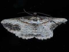 Syneora euboliaria