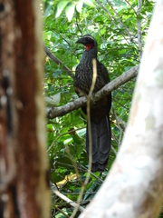 Penelope superciliaris