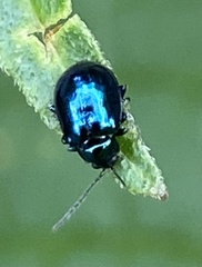 Syphrea