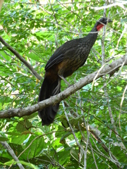 Penelope superciliaris