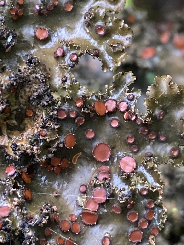 Parmeliella conopleioides