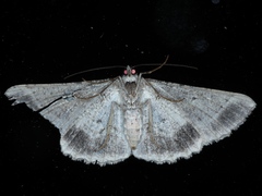 Syneora euboliaria
