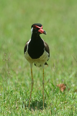 Vanellus indicus