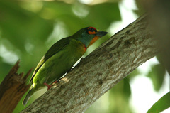 Psilopogon rubricapillus