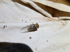 Macrotristria douglasi