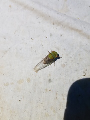 Macrotristria intersecta