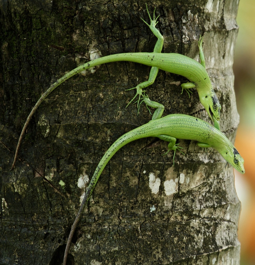 Sanford's Emo Skink