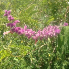 Salvia lasiantha