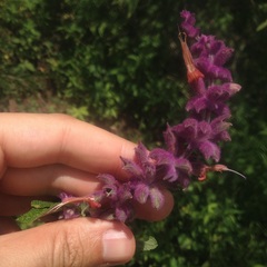 Salvia lasiantha
