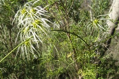 Clematis leptophylla