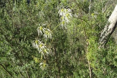 Clematis leptophylla