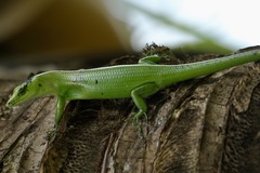 Emoia sanfordi
