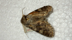 Polymixis