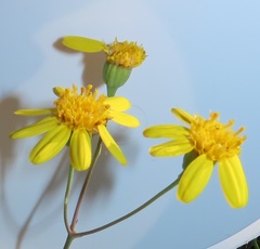 Senecio glaberrimus