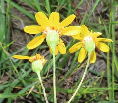Senecio glaberrimus