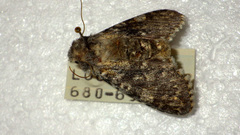 Polymixis