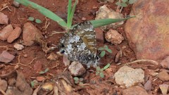 Uranothauma nubifer nubifer