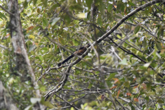 Dendrocitta cinerascens