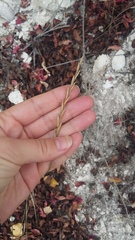 Thinopyrum elongatum