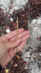 Thinopyrum elongatum