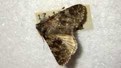 Polymixis