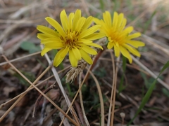 Pseudopodospermum elatum