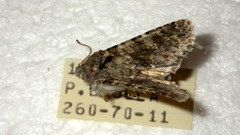 Polymixis