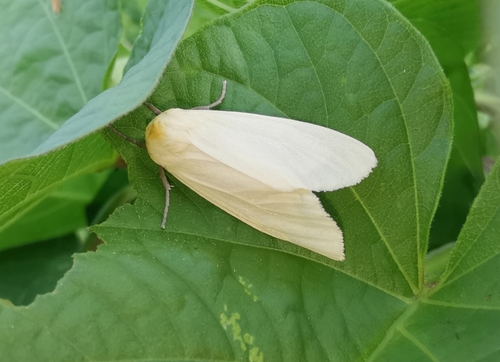 Siam Weed Defoliator