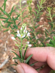 Comesperma esulifolium