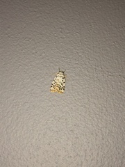 Hectobrocha pentacyma