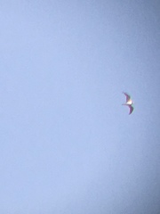 Leucophaeus pipixcan