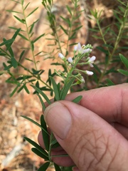Comesperma esulifolium