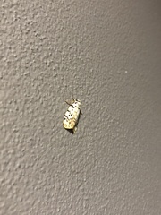 Hectobrocha pentacyma