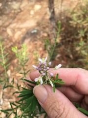 Comesperma esulifolium