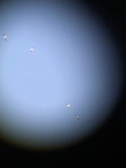 Leucophaeus pipixcan