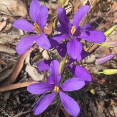 Cheiranthera linearis