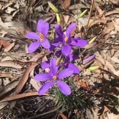 Cheiranthera linearis