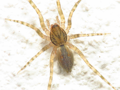 Agraecina lineata